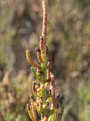 Arthroceras subterminale