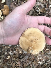 Tricholoma odorum