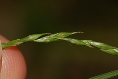 Carex debilis debilis