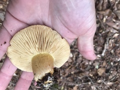 Tricholoma odorum