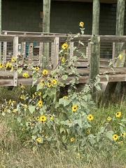 Helianthus argophyllus