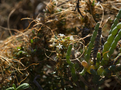 Cuscuta pacifica