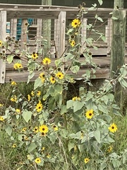 Helianthus argophyllus