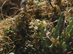 Cuscuta pacifica