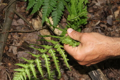 Dryopteris clintoniana