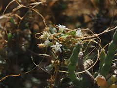 Cuscuta pacifica