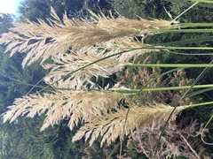 Austroderia richardii