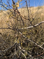 Vachellia constricta
