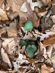 Geum
