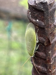 Panchlora nivea