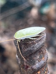 Panchlora nivea