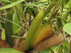 Prosthechea brassavolae