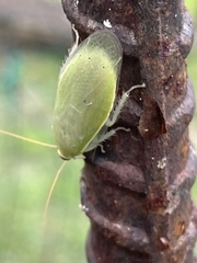 Panchlora nivea