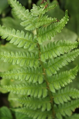 Dryopteris clintoniana
