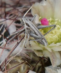 Tettigoniinae
