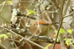 Tchagra australis