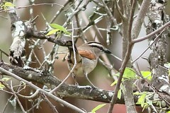 Tchagra australis