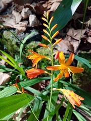 Crocosmia