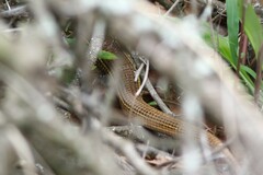 Gerrhosaurus flavigularis