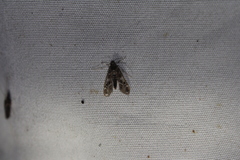 Hygraula nitens