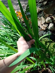 Crocosmia