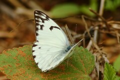 Belenois gidica abyssinica