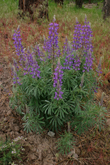 Lupinus sericeus