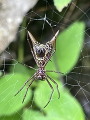 Micrathena