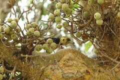 Trachyphonus vaillantii