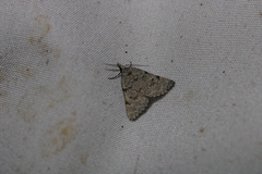 Dichromodes sphaeriata