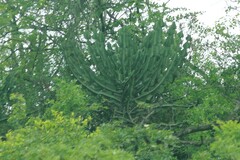 Euphorbia cooperi