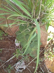 Ledebouria ovatifolia