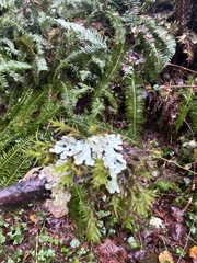 Peltigera neopolydactyla
