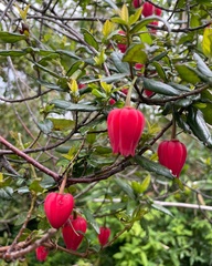 Crinodendron hookerianum