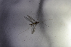Leptotarsus albistigma