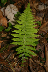 Amauropelta noveboracensis