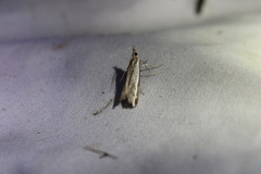 Orocrambus flexuosellus