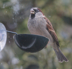 Passer domesticus
