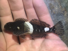 Clinocottus globiceps