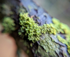 Polycauliona polycarpa