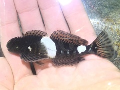 Clinocottus globiceps