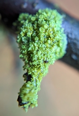 Polycauliona polycarpa
