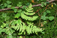 Gymnocarpium dryopteris