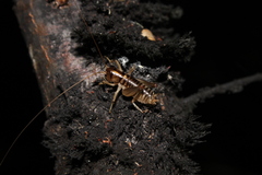 Hemiandrus celaeno