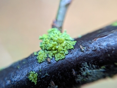 Polycauliona polycarpa