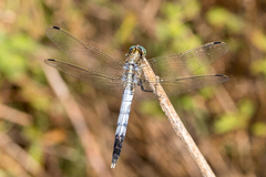 Orthetrum albistylum