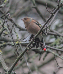Fringilla coelebs