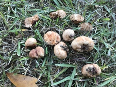 Zelleromyces cinnabarinus