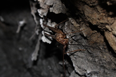 Pleioplectron simplex