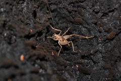 Pleioplectron simplex